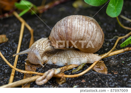 Big garden snail in shell crawling on wet road 87897009
