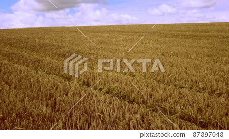 Aerial drone view flight over field of yellow ripe wheat. Horizon skyline. Aerial drone view flight over field of yellow ripe wheat. Horizon skyline. 87897048