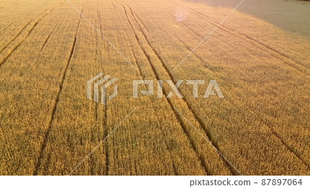 Flying over field of yellow ripe wheat during dawn sunset. Natural background. Flying over field of yellow ripe wheat during dawn sunset. Natural background. 87897064