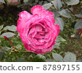 One rose-colored large old rose 87897155
