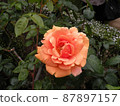 One orange rose 87897157