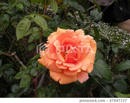 One orange rose One orange rose 87897157