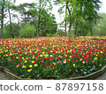 A landscape of green trees and many tulips 87897158