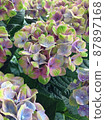 Hydrangea flowers with beautiful shades like Monet's paintings 87897168
