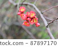 Red plum blossom buds that are about to bloom 87897170