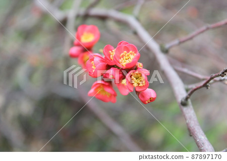 即將綻放的紅梅花蕾 87897170