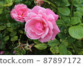 Brightly blooming pink roses in full bloom 87897172