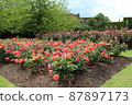 Rose garden with orange roses in full bloom 87897173