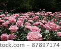A beautiful rose garden with many pink roses 87897174