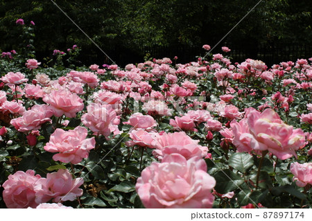 一個美麗的玫瑰園,有許多粉紅玫瑰 一個美麗的玫瑰園,有許多粉紅玫瑰 87897174