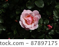 One pink rose in bloom 87897175