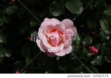 One pink rose in bloom 87897175