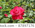 A single red rose that is blooming in the sunlight 87897176