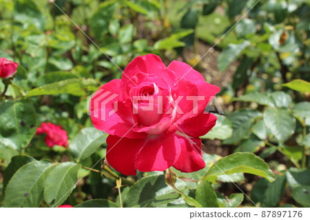 A single red rose that is blooming in the sunlight A single red rose that is blooming in the sunlight 87897176