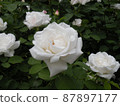 A neat and clean white rose that blooms beautifully 87897177
