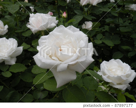 一朵整潔乾淨的白玫瑰，綻放美麗 87897177