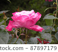 Profile of a large pink rose 87897179