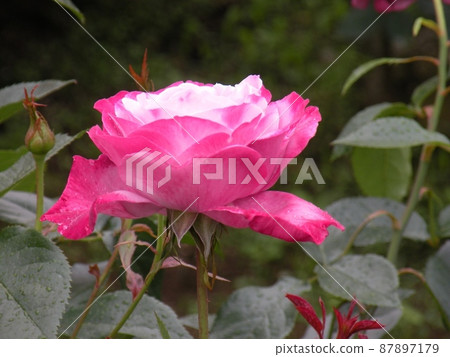 Profile of a large pink rose 87897179