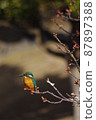 翠鳥棲息在樹枝上凝視 87897388