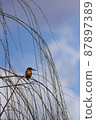 翠鳥棲息在樹枝上凝視 87897389