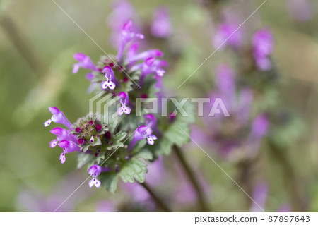 霍托肯諾扎 87897643