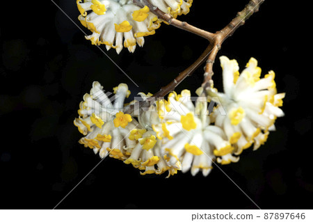 Mitumata花 Mitumata花 87897646