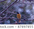 Daurian Redstart 在樹枝上盯著某物看 87897855