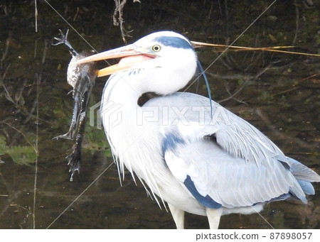 Gray heron eats bullfrog! Gray heron eats bullfrog! 87898057