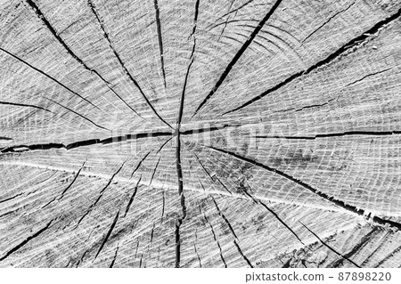 Beautiful wooden fracture old oak, natural texture close up Beautiful wooden fracture old oak, natural texture close up 87898220
