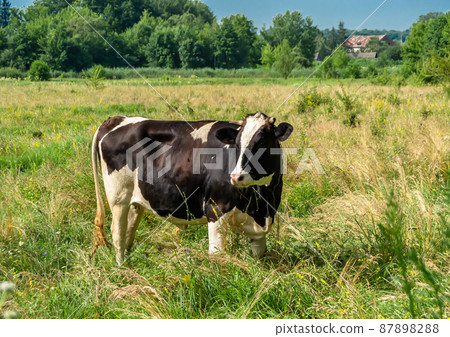 Photography on theme beautiful big milk cow Photography on theme beautiful big milk cow 87898288