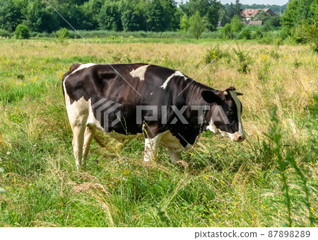 Photography on theme beautiful big milk cow Photography on theme beautiful big milk cow 87898289