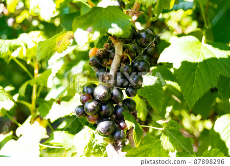 Photography on theme beautiful bush berry black currant Photography on theme beautiful bush berry black currant 87898296