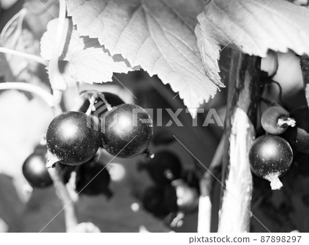 Photography on theme beautiful bush berry black currant Photography on theme beautiful bush berry black currant 87898297