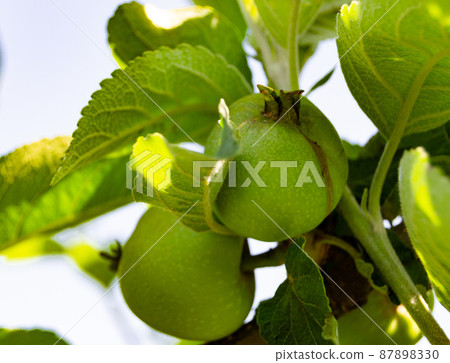 Photography on theme beautiful fruit branch apple tree Photography on theme beautiful fruit branch apple tree 87898330