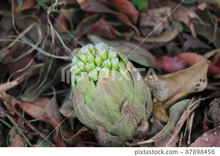 Fukinotou butterbur sprout, butterbur sprout edible wild plants Fukinotou butterbur sprout, butterbur sprout edible wild plants 87898456