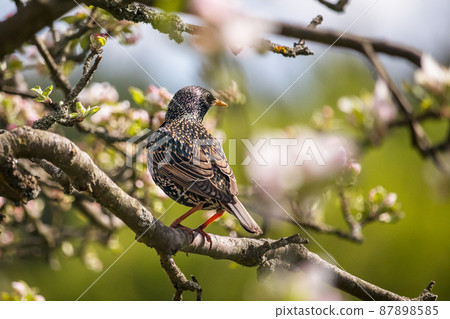 bird on a tree - starling sitting on a branch of an apple tree 87898585