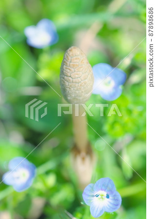 Tsukushinbo和波斯speedwell 87898686