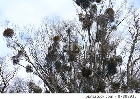 Mistletoe "Tree where God dwells" 87898935