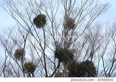 Mistletoe "Tree where God dwells" Mistletoe "Tree where God dwells" 87898936