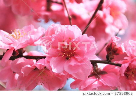 Pink flower peach Pink flower peach 87898962