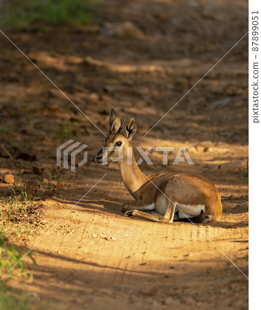 Chinkara or Indian gazelle Antelope animal roadblock resting on forest trail or track in outdoor wildlife safari at ranthambore national park reserve sawai madhopur rajasthan india - Gazella bennettii Chinkara or Indian gazelle Antelope animal roadblock resting on forest trail or track in outdoor wildlife safari at ranthambore national park reserve sawai madhopur rajasthan india - Gazella bennettii 87899051
