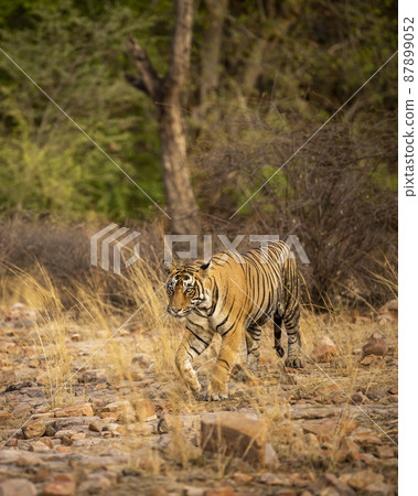 wild bengal male tiger walking head on in natural scenic background in summer season at ranthambore national park or tiger reserve sawai madhopur rajasthan india - panthera tigris tigris wild bengal male tiger walking head on in natural scenic background in summer season at ranthambore national park or tiger reserve sawai madhopur rajasthan india - panthera tigris tigris 87899052