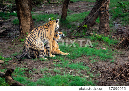 Two wild bengal tiger pair making love mating or courtship Behaviour in beautiful monsoon green background at national park or reserve forest of central india Two wild bengal tiger pair making love mating or courtship Behaviour in beautiful monsoon green background at national park or reserve forest of central india 87899053