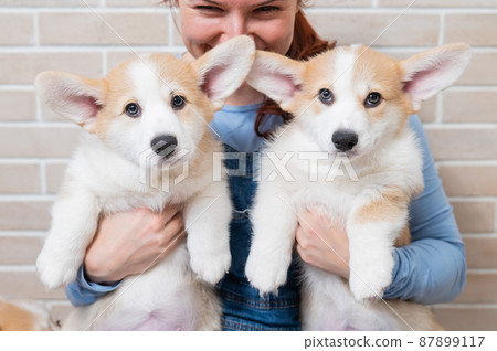 Caucasian woman holding two cute pembroke corgi puppies. Caucasian woman holding two cute pembroke corgi puppies. 87899117