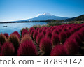 Metasequoia and Mt. Fuji 87899142