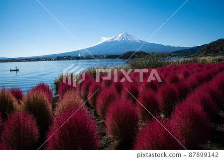 Metasequoia and Mt. Fuji Metasequoia and Mt. Fuji 87899142