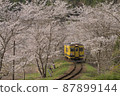 Cherry blossom tunnel 87899144