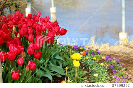 A landscape of spring flowers that bloom brightly near the waterside A landscape of spring flowers that bloom brightly near the waterside 87899292