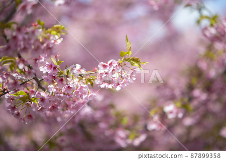 Kawazu cherry tree of Yodo river Kawazu cherry tree of Yodo river 87899358