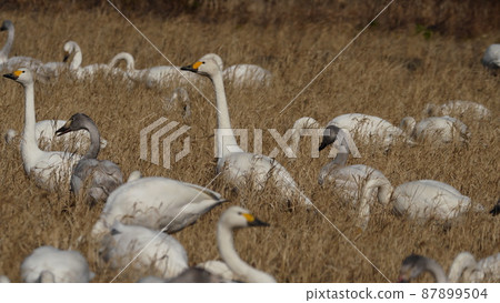 Swan in Sakae-cho, Imba-gun 87899504